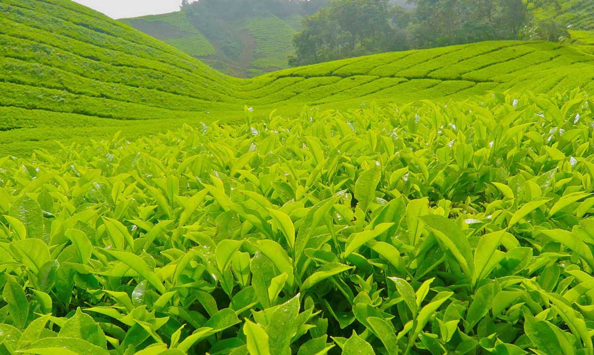 Testy Green Tea In the World